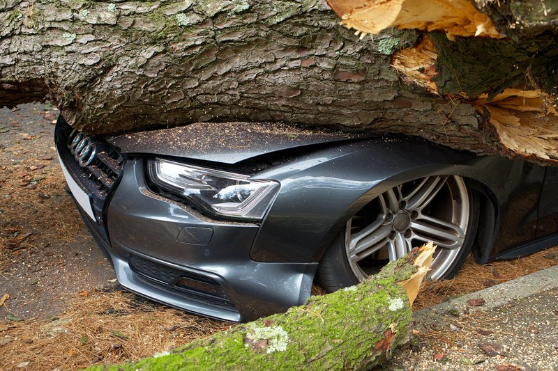 Auto dañado por caída de árbol, concepto de robo de autopartes
